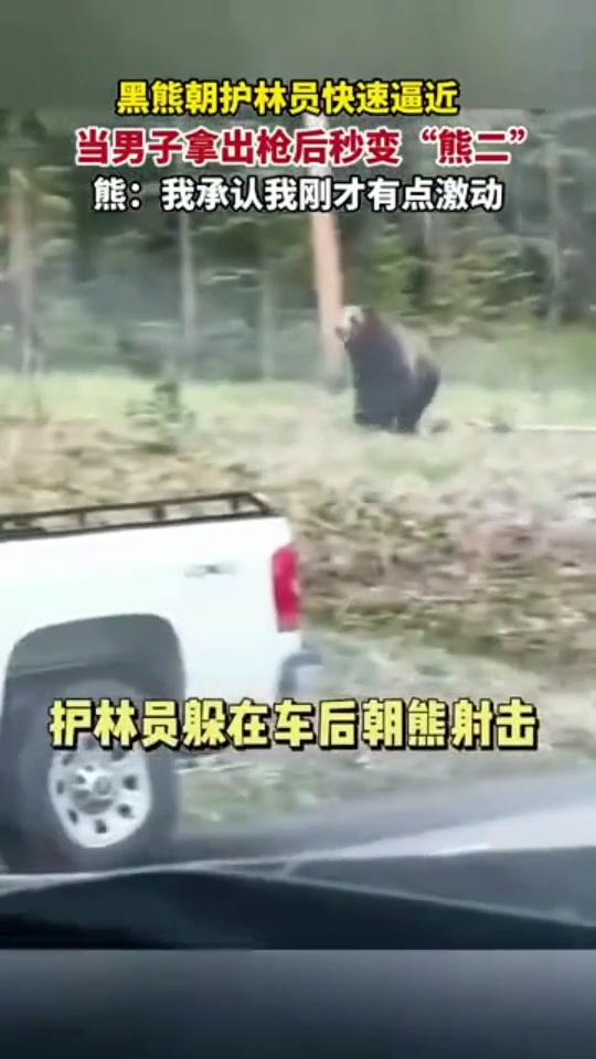 黑熊朝护林员快速逼近当男子拿出枪后秒变熊二