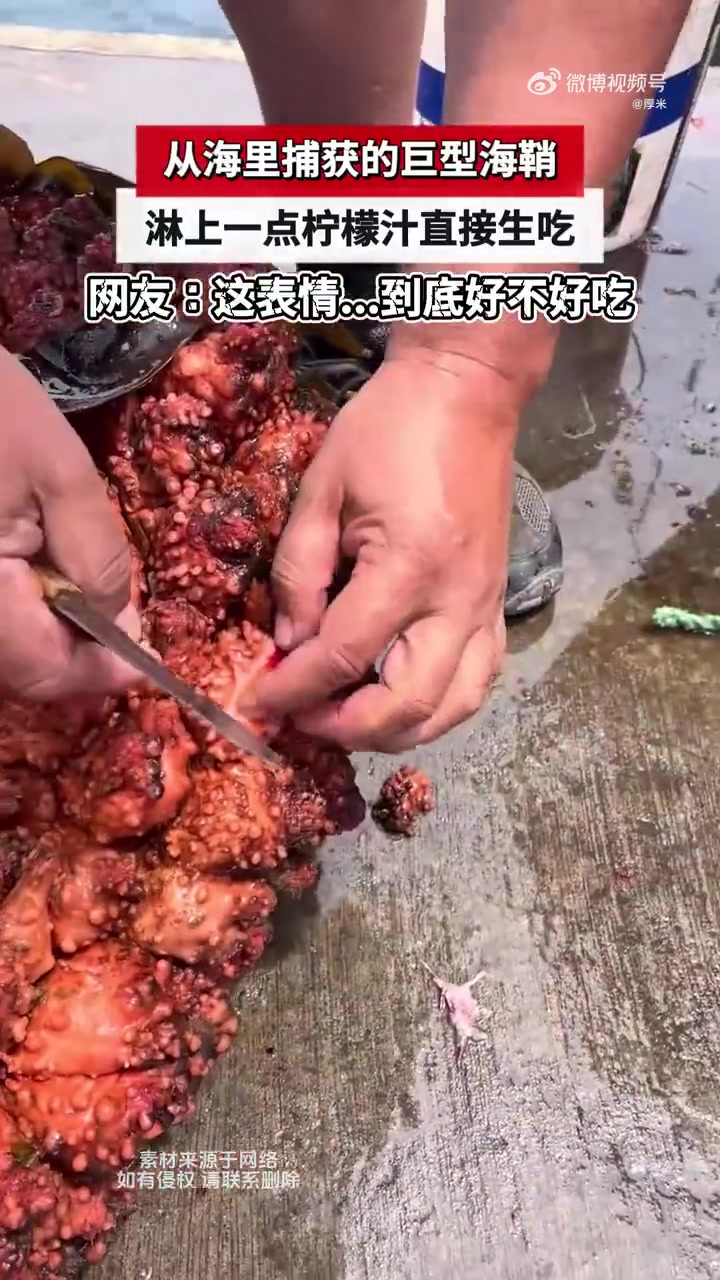 从海里捕获的巨型海鞘，淋上一点柠檬汁直接生吃！！！