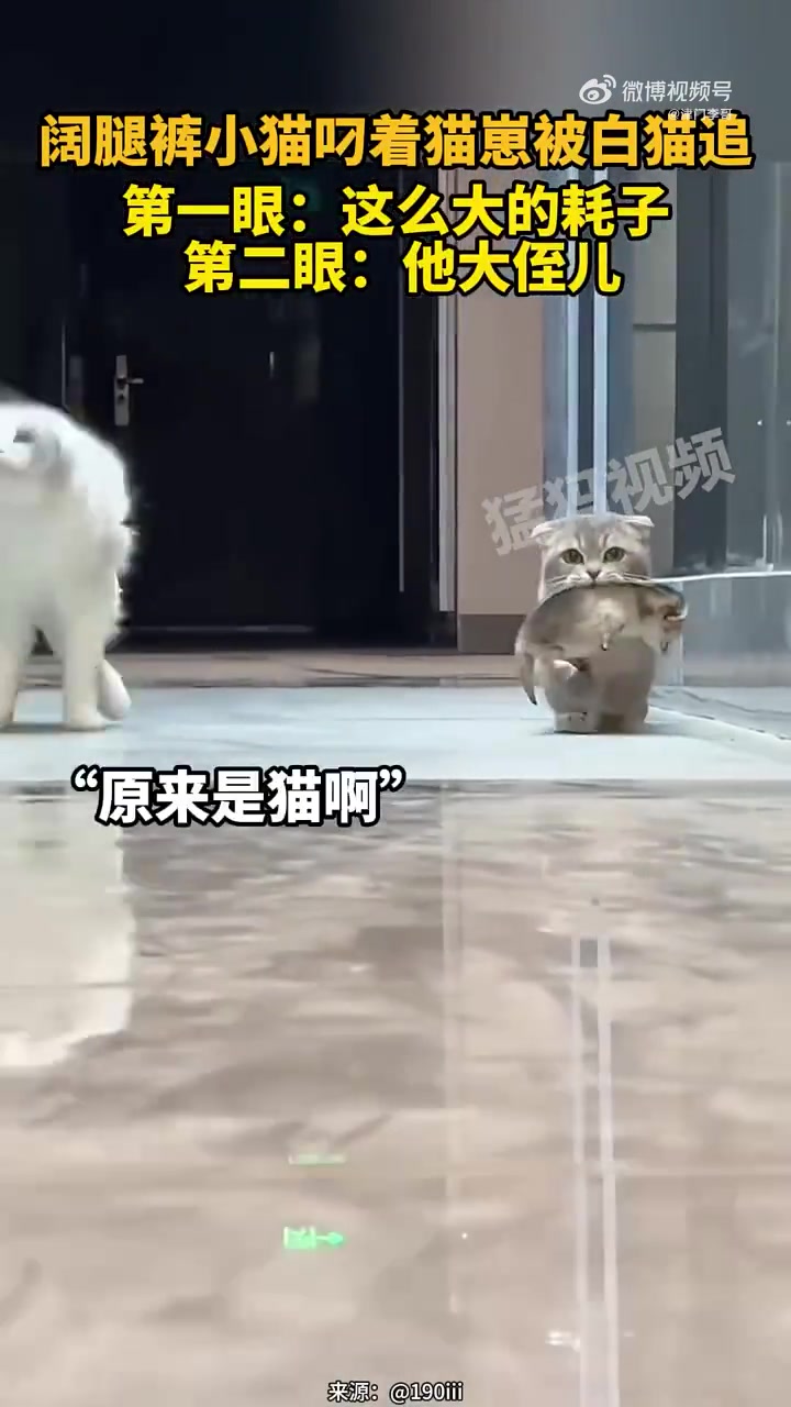 阔腿裤小猫叼着猫崽被白猫追