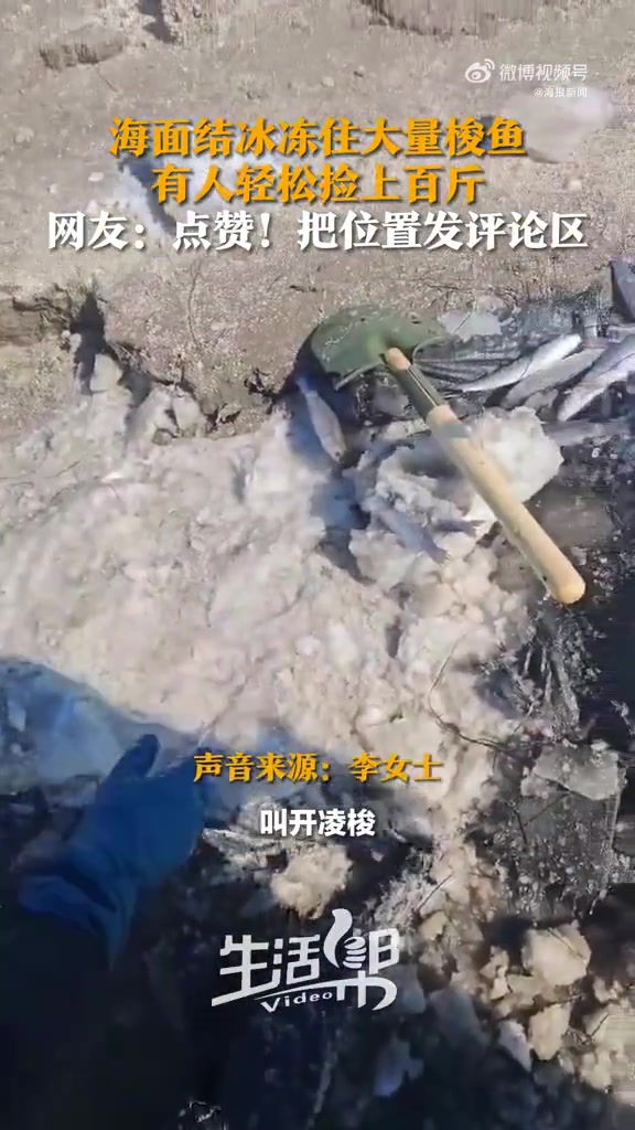 海面结冰野生梭鱼一捡一麻袋