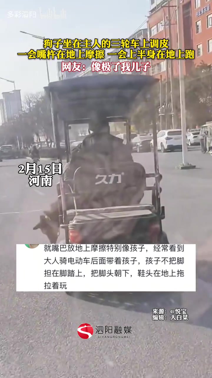 狗子坐在主人的三轮车上一会嘴杵在地上摩擦一会上半身在地上跑