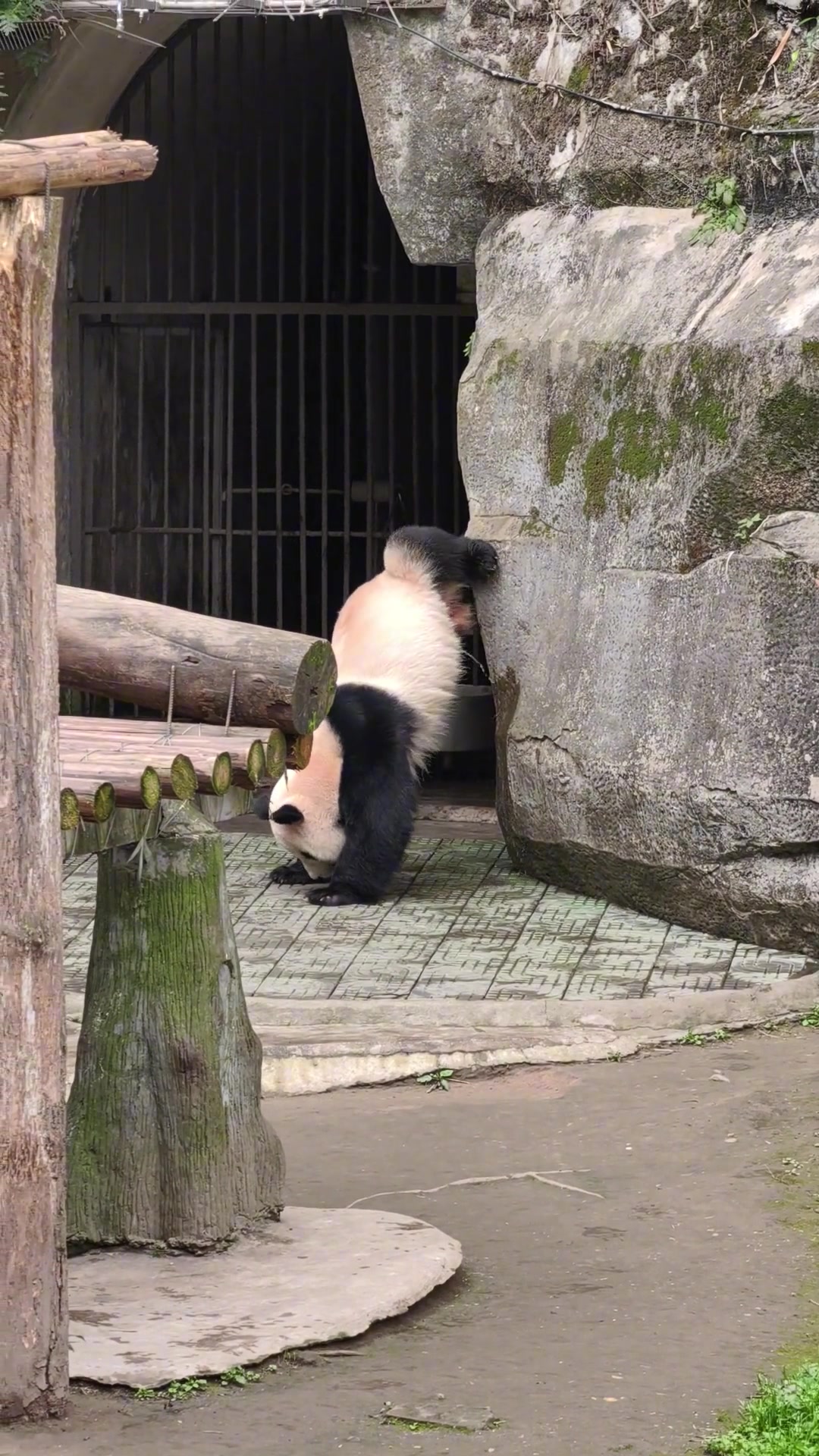 个头不重要关键浇的高！