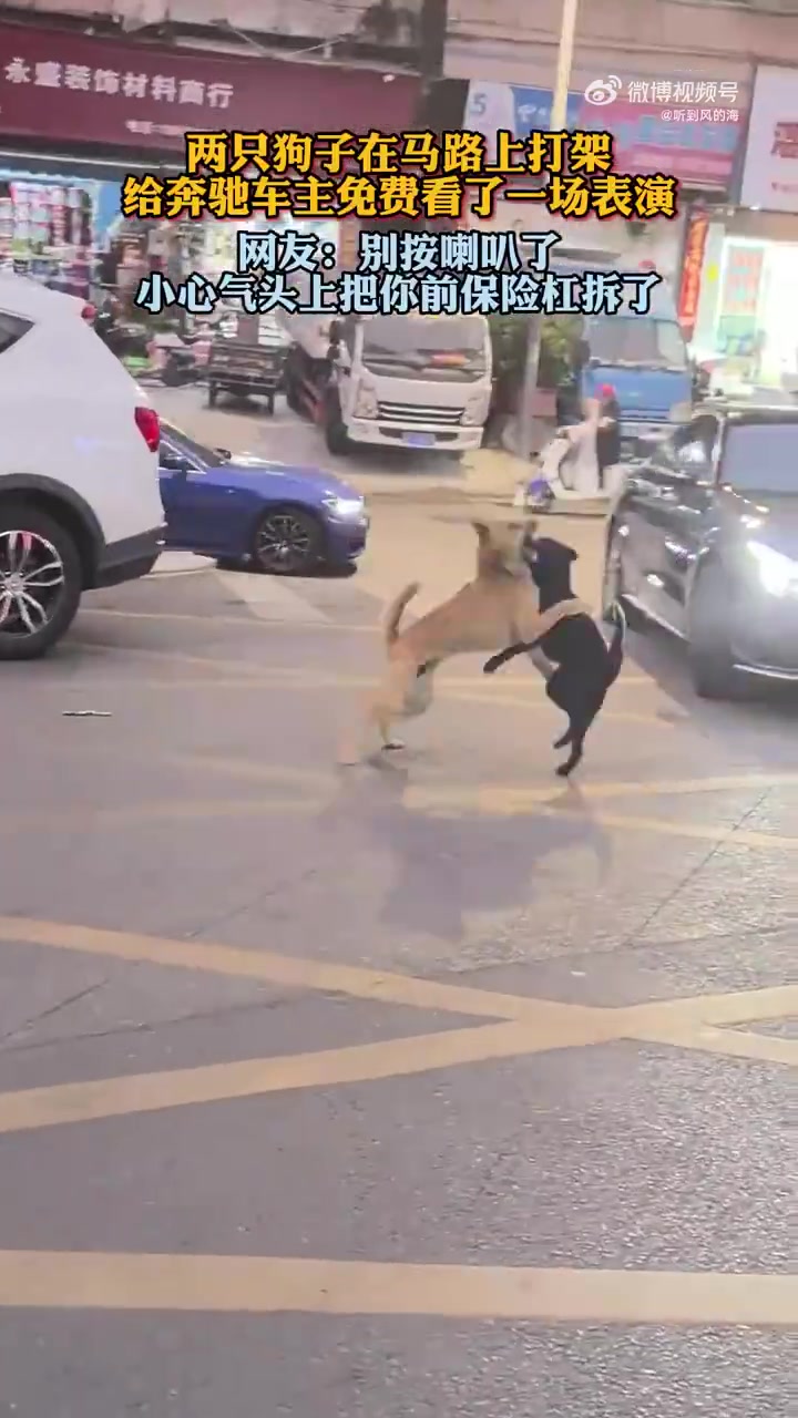 两只狗子在马路上打架，给奔驰车主免费看了一场表演！