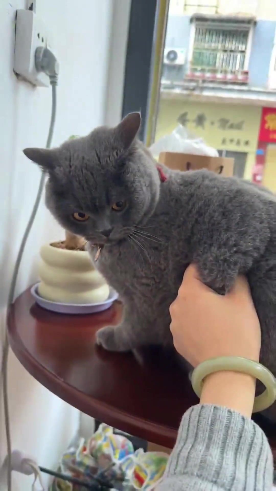 好不容易冒了新芽的发财树全被猫吃光了，猫：少管我！