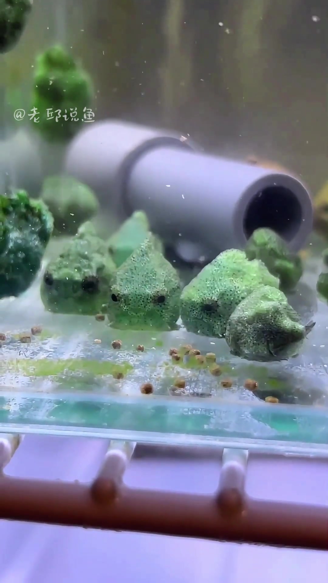 兄弟们盯着零食的样子太可爱了！吧友们知道这是什么鱼嘛