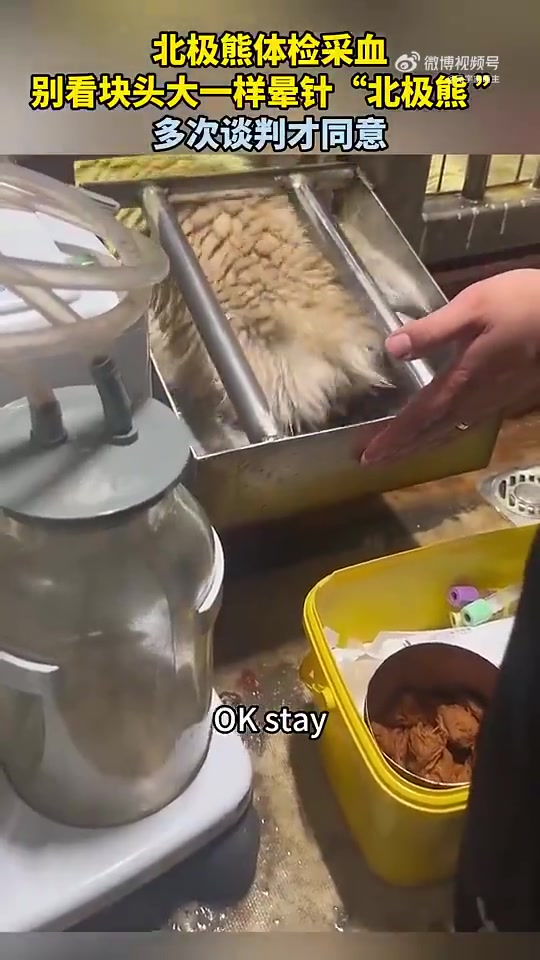 北极熊体检采血晕针，经多次“谈判”才配合
