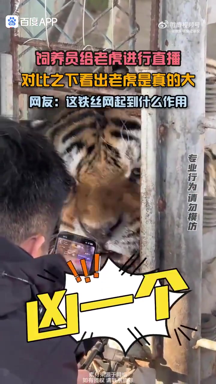 老虎这铁丝网是拦你们的