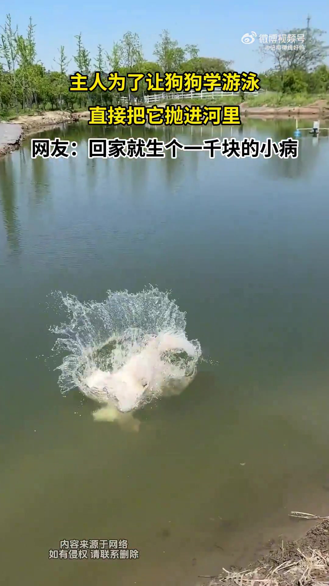 主人为了让狗狗学游泳，直接把它抛进河里
