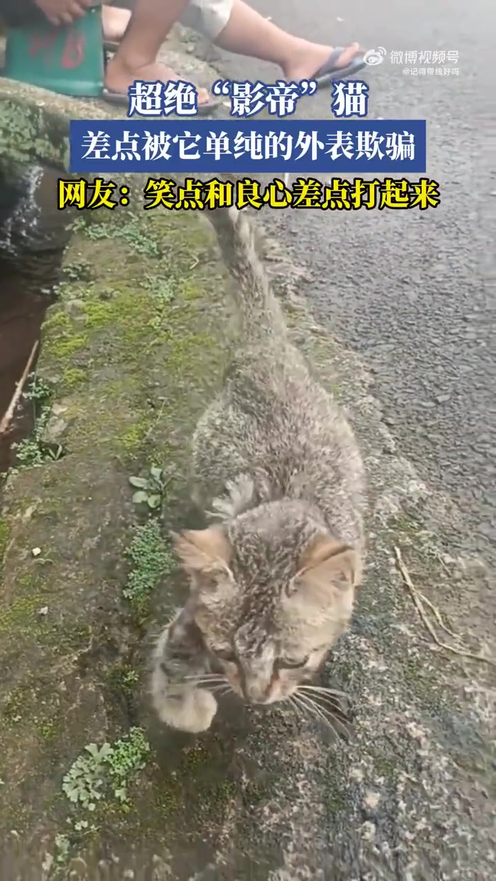 超绝“影帝”猫，差点被它单纯的外表欺骗