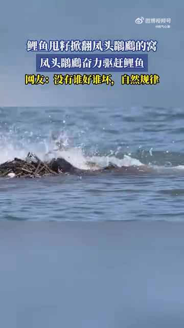 鲤鱼甩籽掀翻凤头鸊鷉的窝，凤头鸊鷉奋力驱赶鲤鱼！