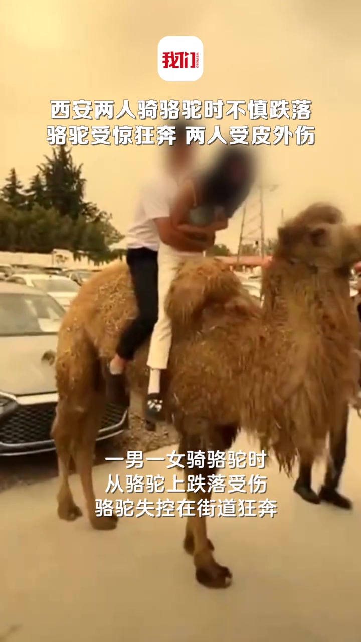 骆驼：让你们秀恩爱