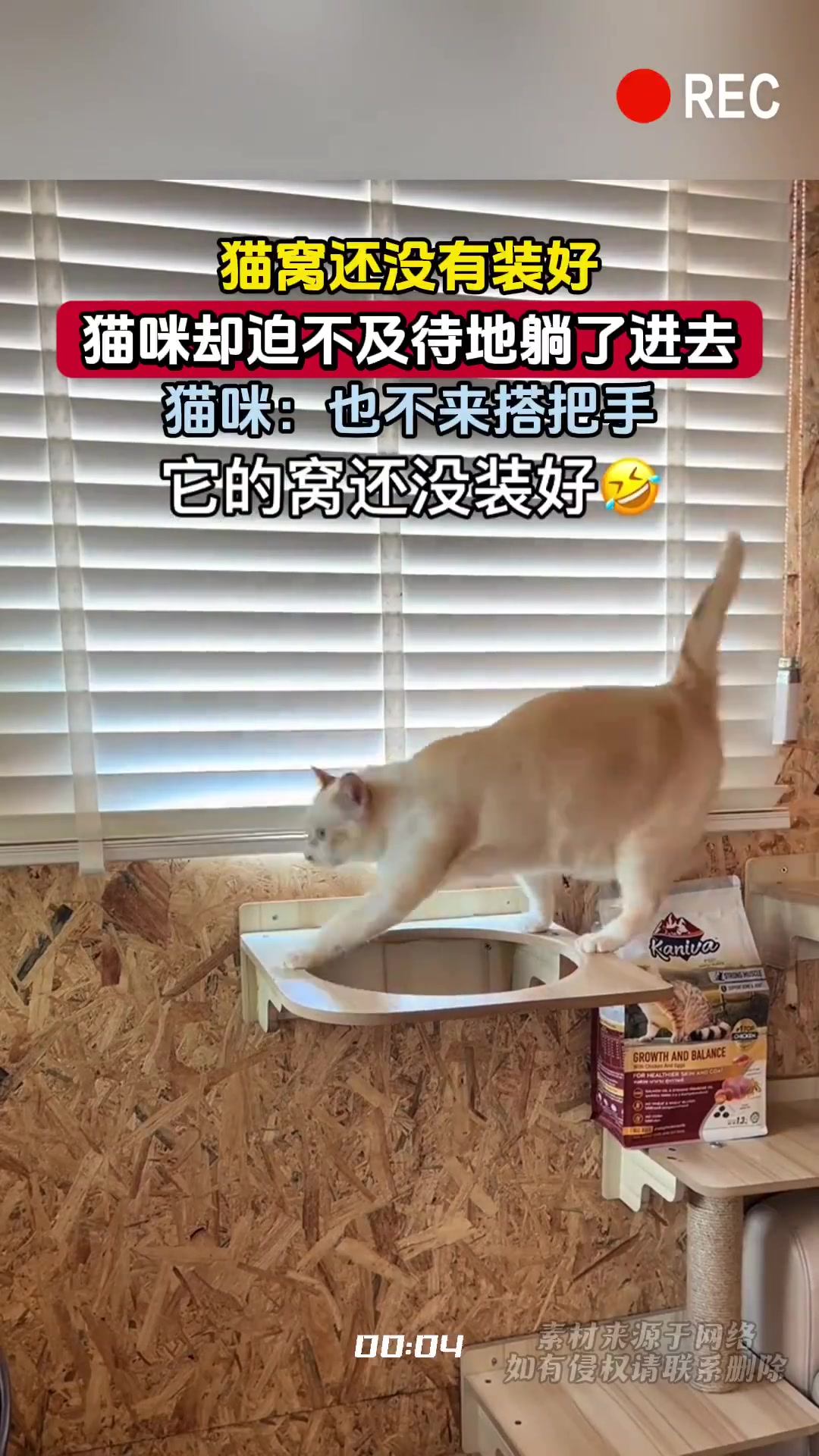 猫窝未装好，猫咪已迫不及待躺入：也不搭把手！