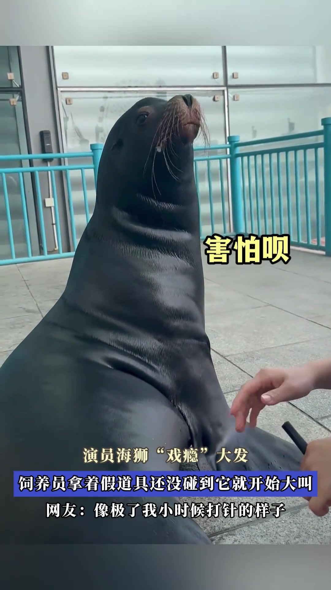 演员海狮“戏瘾”大发，饲养员拿着假道具还没碰到它就开始大叫