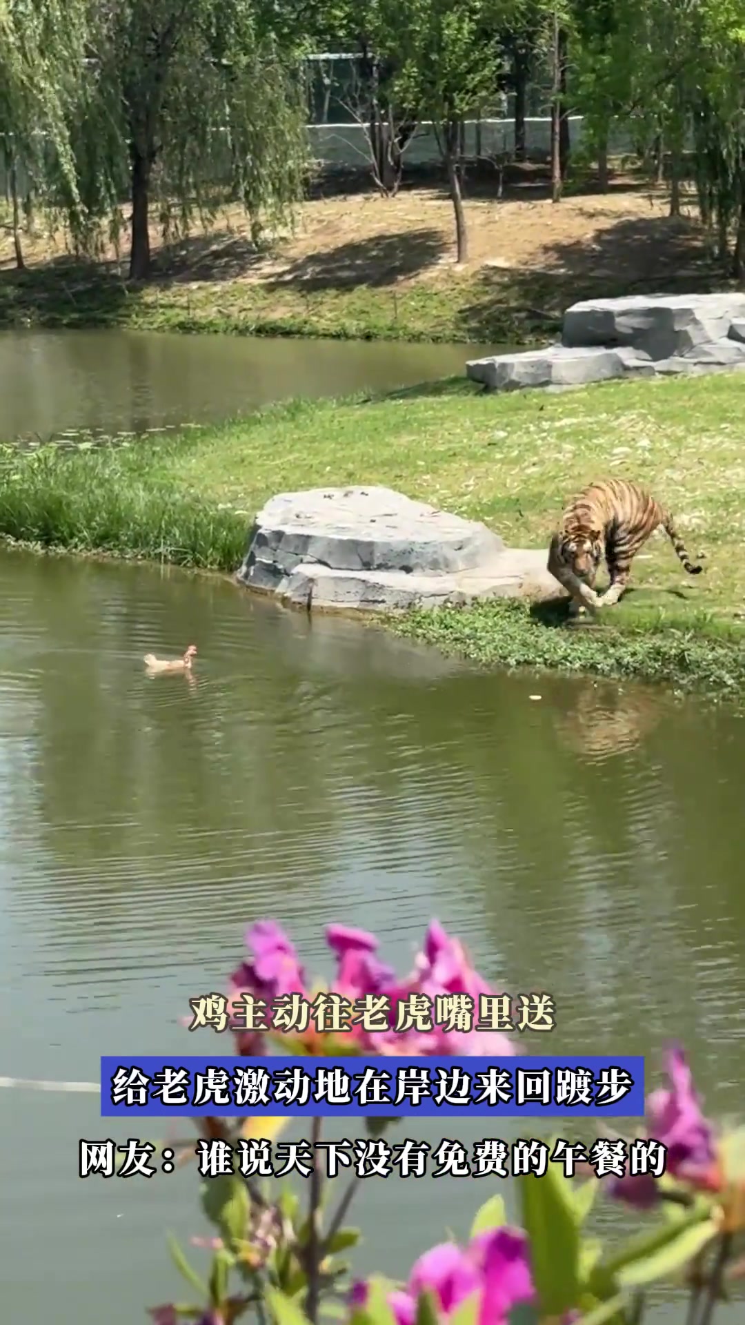 鸡主动往老虎嘴里送，给老虎激动地在岸边来回踱步
