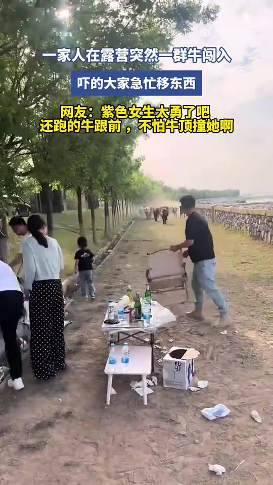一家人在露营突然一群牛闯入