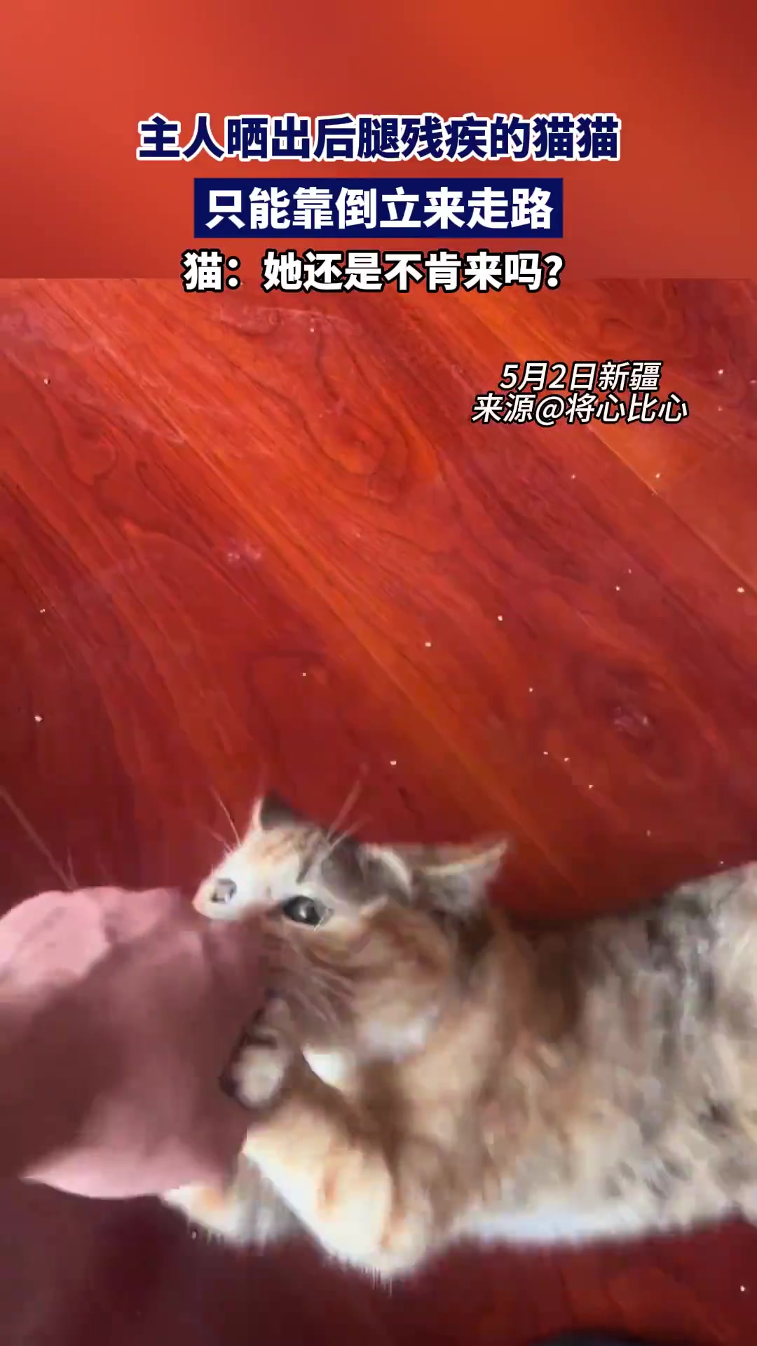 主人晒出后腿残疾的猫猫，只能靠倒立来走路