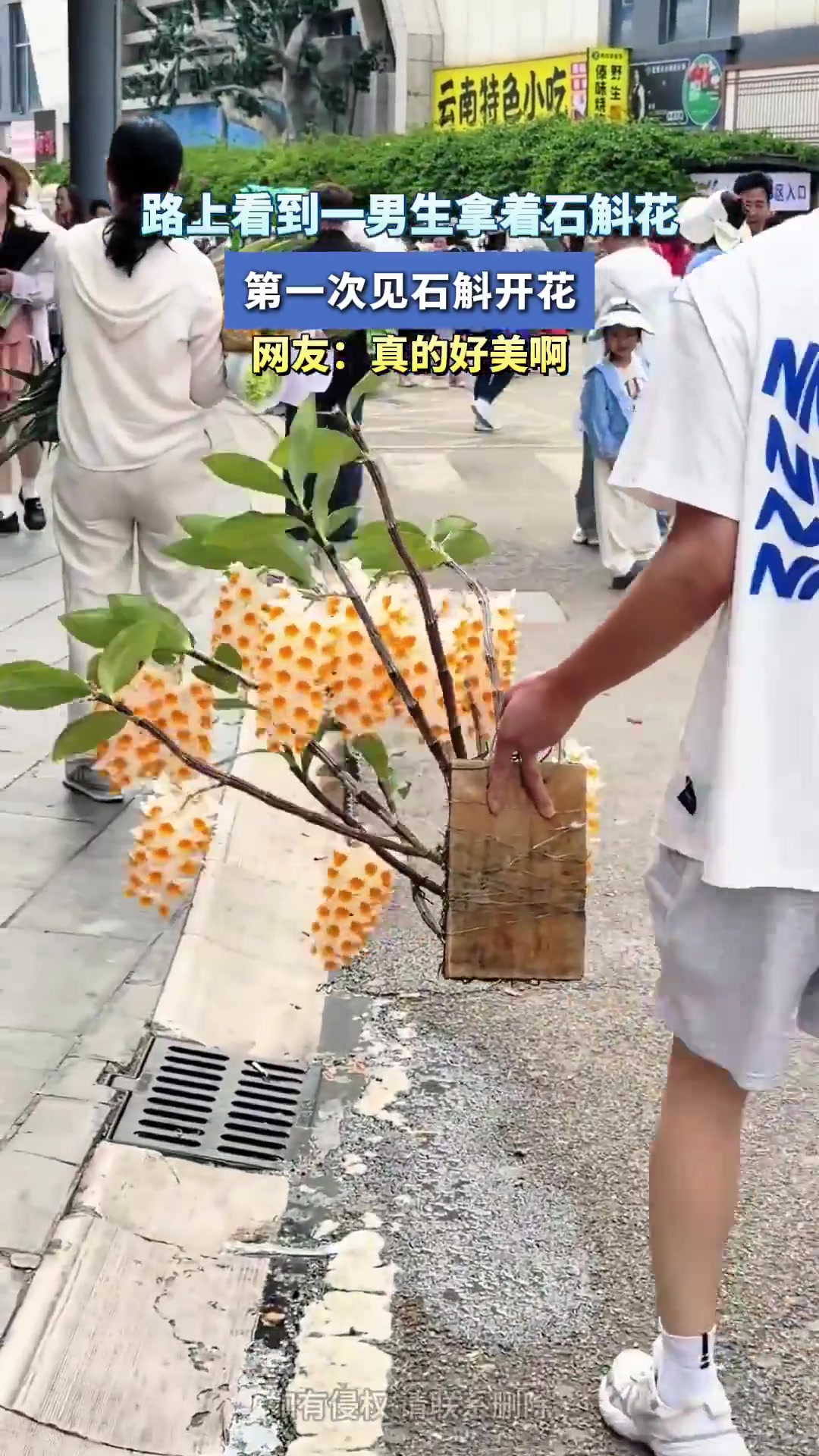 路上看到一男生拿着石斛花，第一次见石斛开花