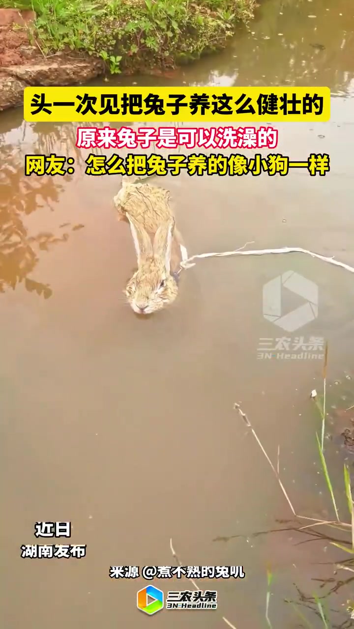 头一次见把兔子养这么健壮的原来兔子是可以洗澡的