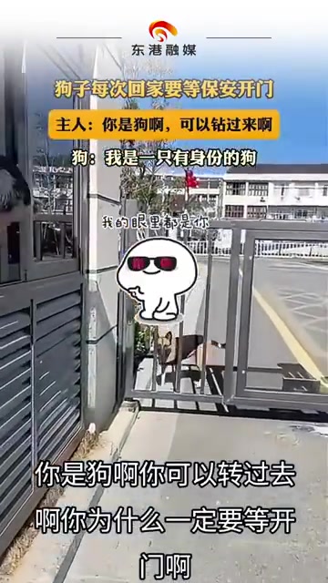 主人：你可以钻过来呀狗：我也要面子有身份的狗