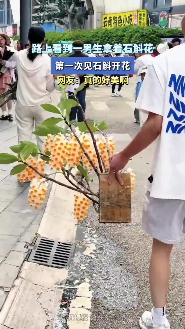 路上看到一男生拿着石斛花，第一次见石斛开花