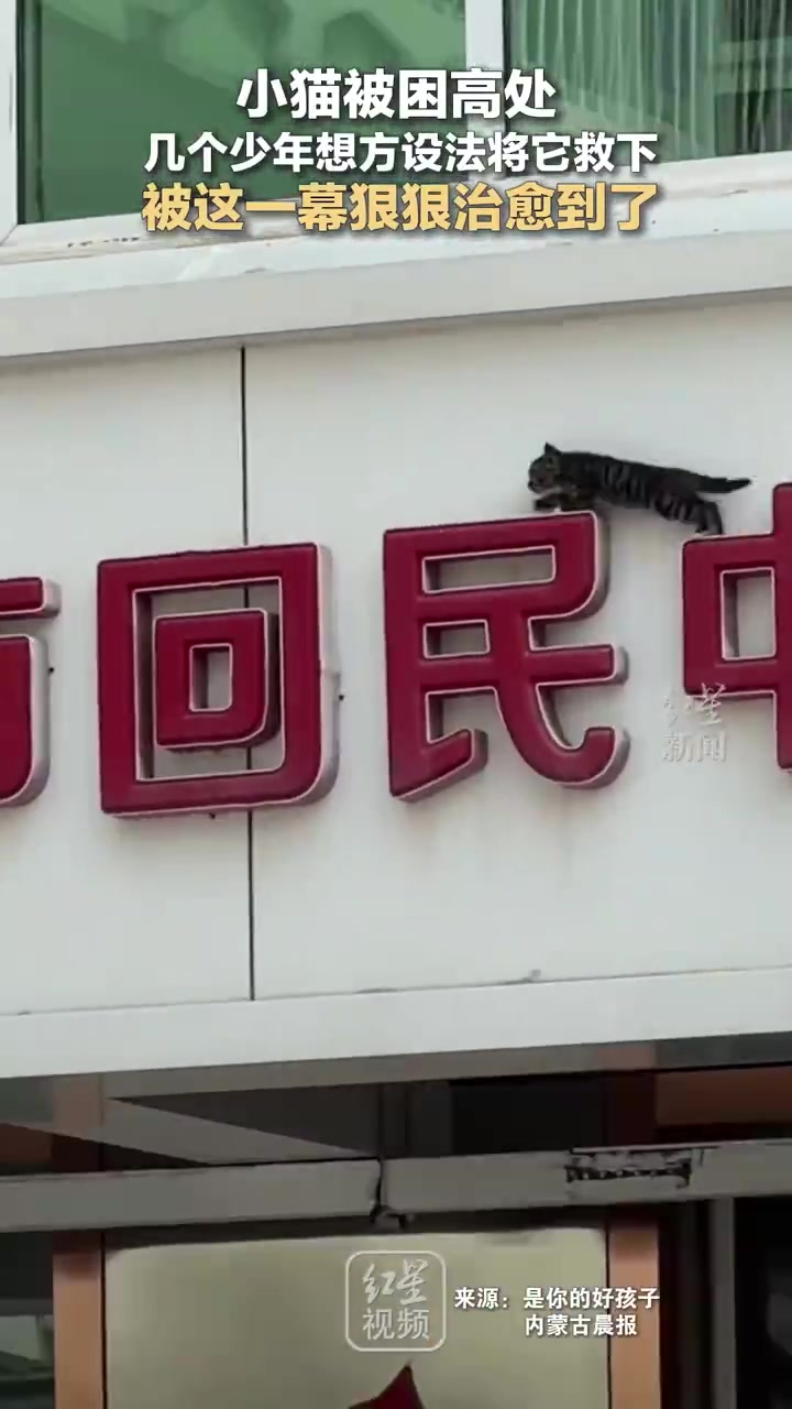 小猫被困在高处几个少年绞尽脑汁终于把它救下