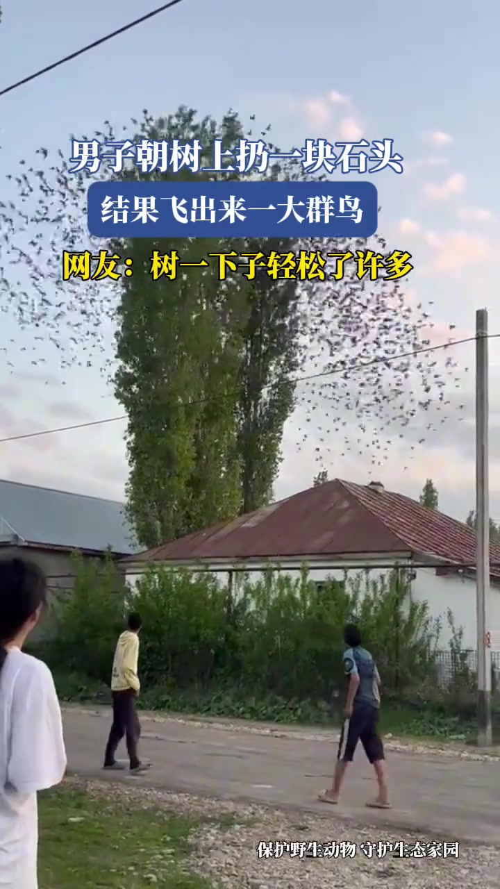 男子朝树上扔一块石头,结果飞出来一大群鸟