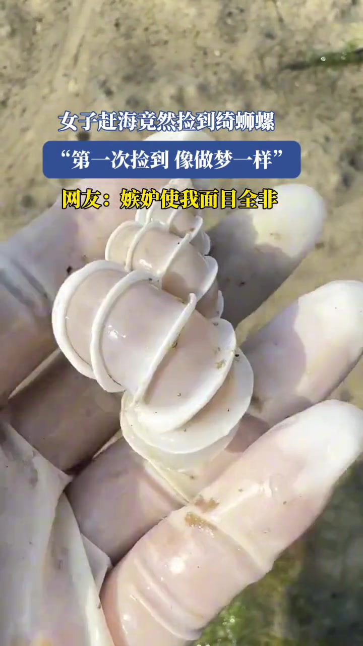 女子赶海竟然捡到绮蛳螺,“第一次捡到,像做梦一样”