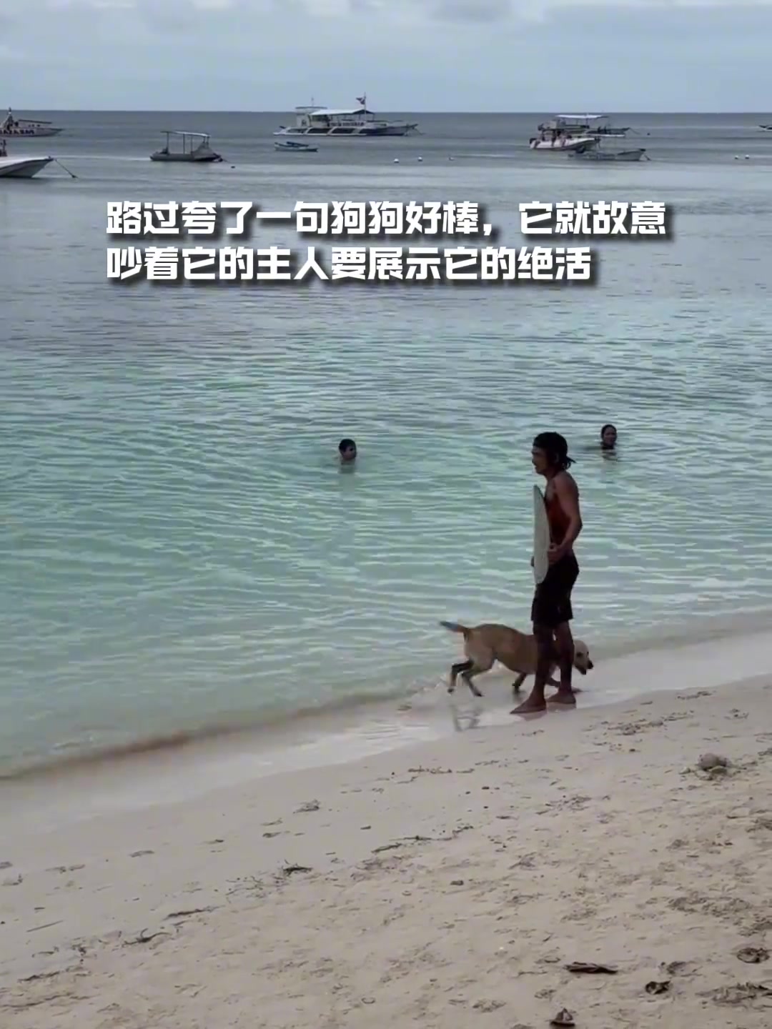 我居然看见一只狗在冲浪，而我正在上班