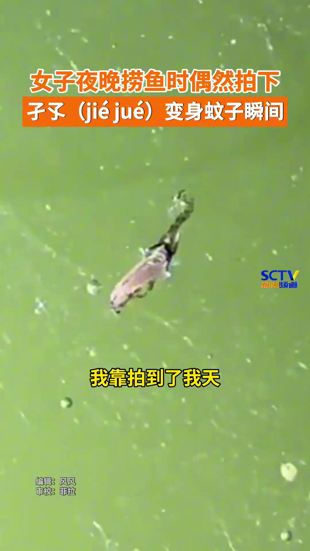 女子夜晚捞鱼时，偶然间拍下孑孓羽化成蚊过程