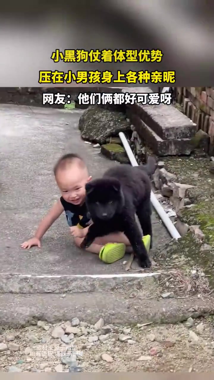 小黑狗仗着体型优势，压在小男孩身上各种亲昵