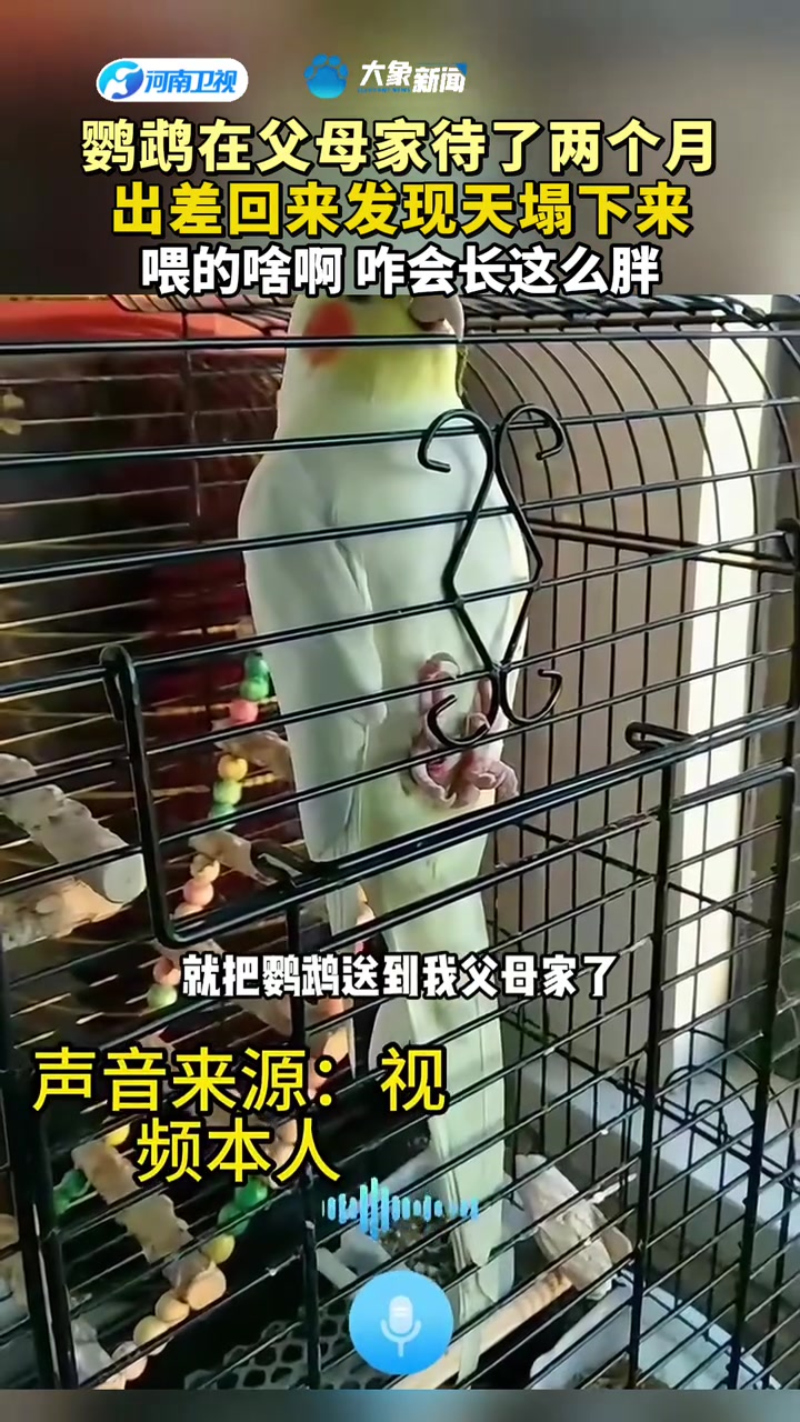 鹦鹉在父母家待了两个月出差回来发现天塌下来喂的啥啊