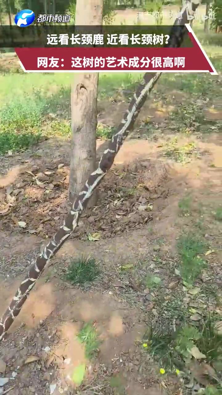 远看长颈鹿近看长颈树网友：这树的艺术成分很高啊