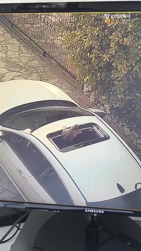 猫猫;“一朝被蛇咬十年怕井绳”