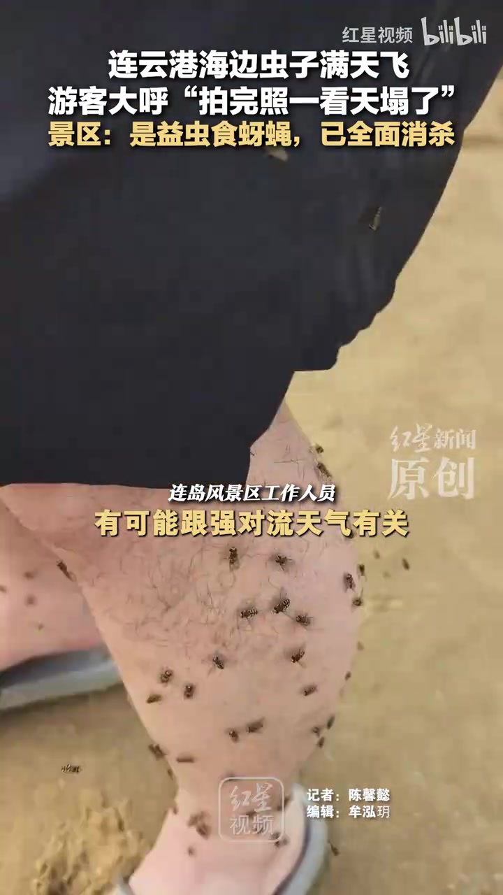 连云港海边虫子满天飞游客大呼“拍完照一看天塌了”