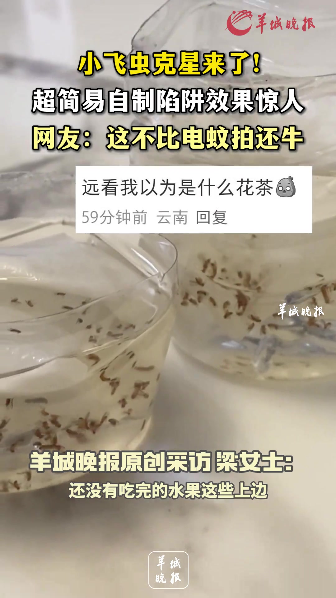 小飞虫克星来了！超简易自制陷阱效果惊人