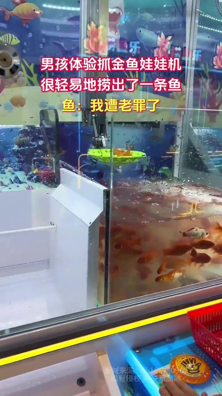 男孩体验抓金鱼娃娃机很轻易地捞出了一条鱼