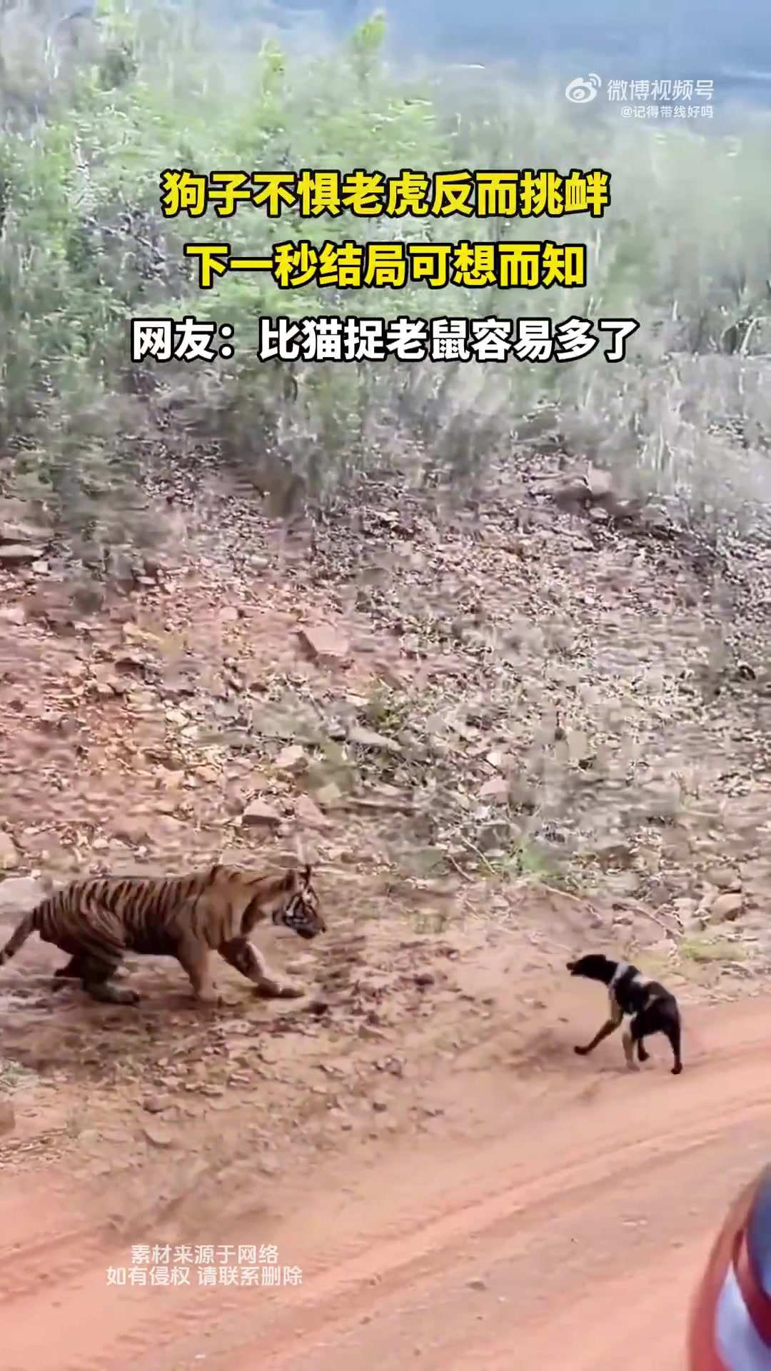 狗子不惧老虎反而挑衅，下一秒结局可想而知