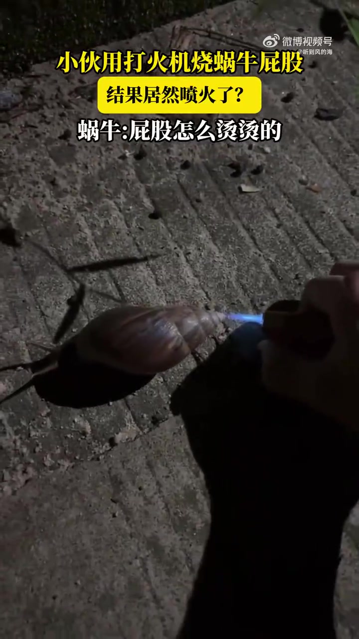 小伙用打火机烧蜗牛屁股，结果居然喷火了蜗牛屁股怎么烫烫的！