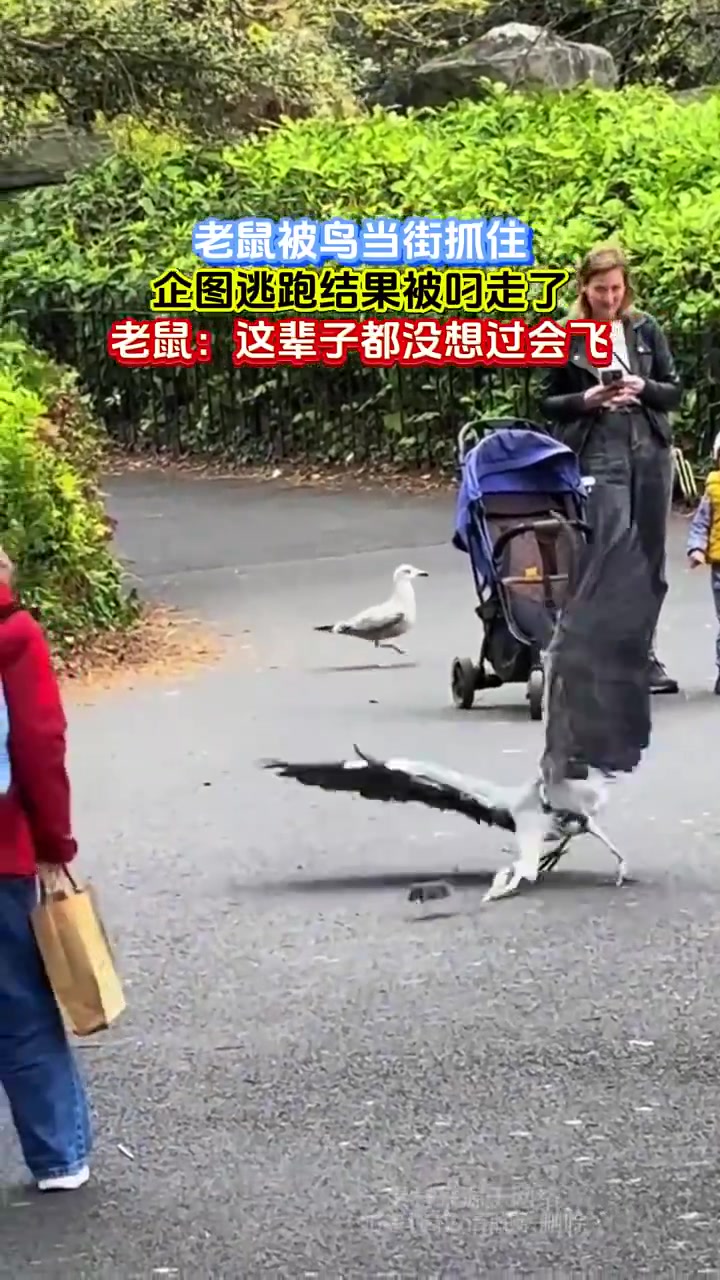 老鼠当街被鸟抓，“被迫起飞”