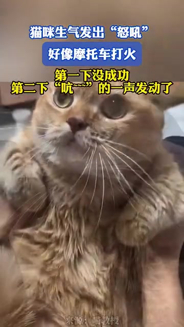 耄耋！哈基米哈气了！