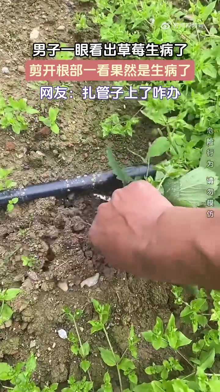 男子一眼看出草莓生病了剪开根部一看果然是生病了