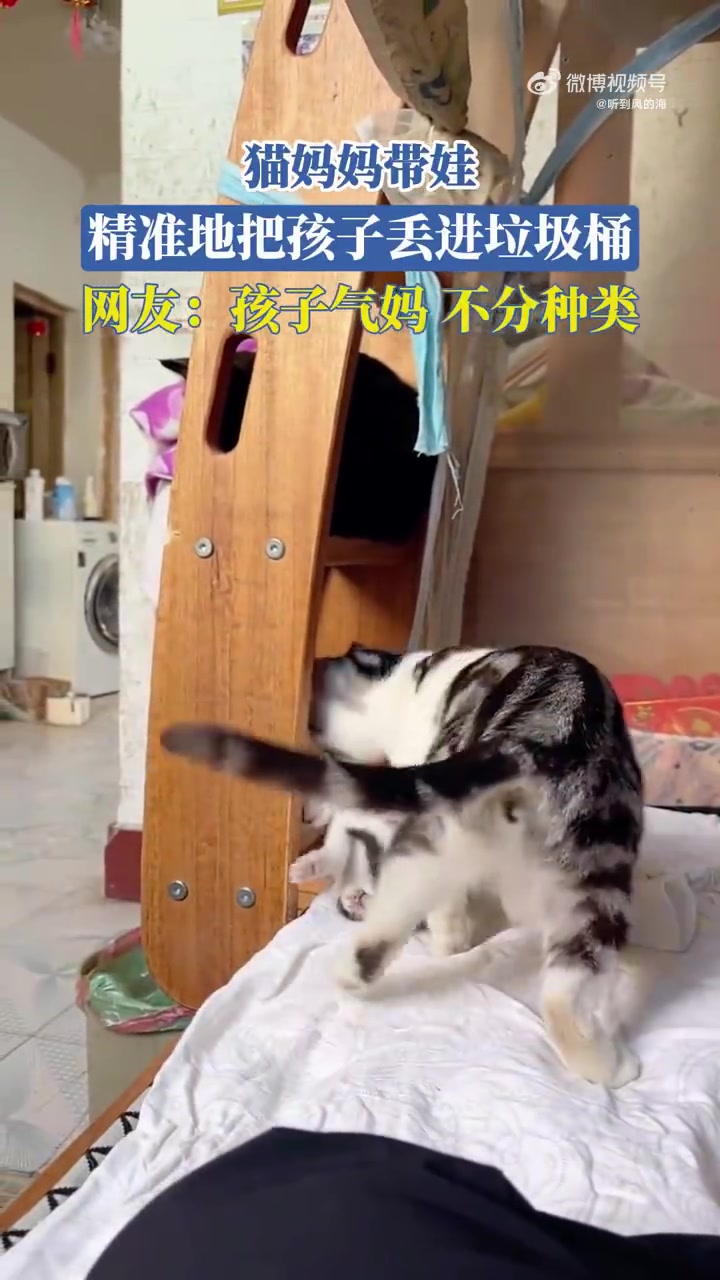 猫妈妈带娃精准地把孩子丢进垃圾桶