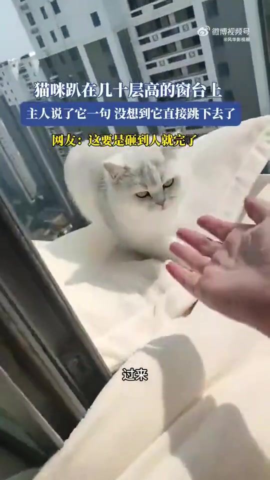 猫是不是自己摔不死