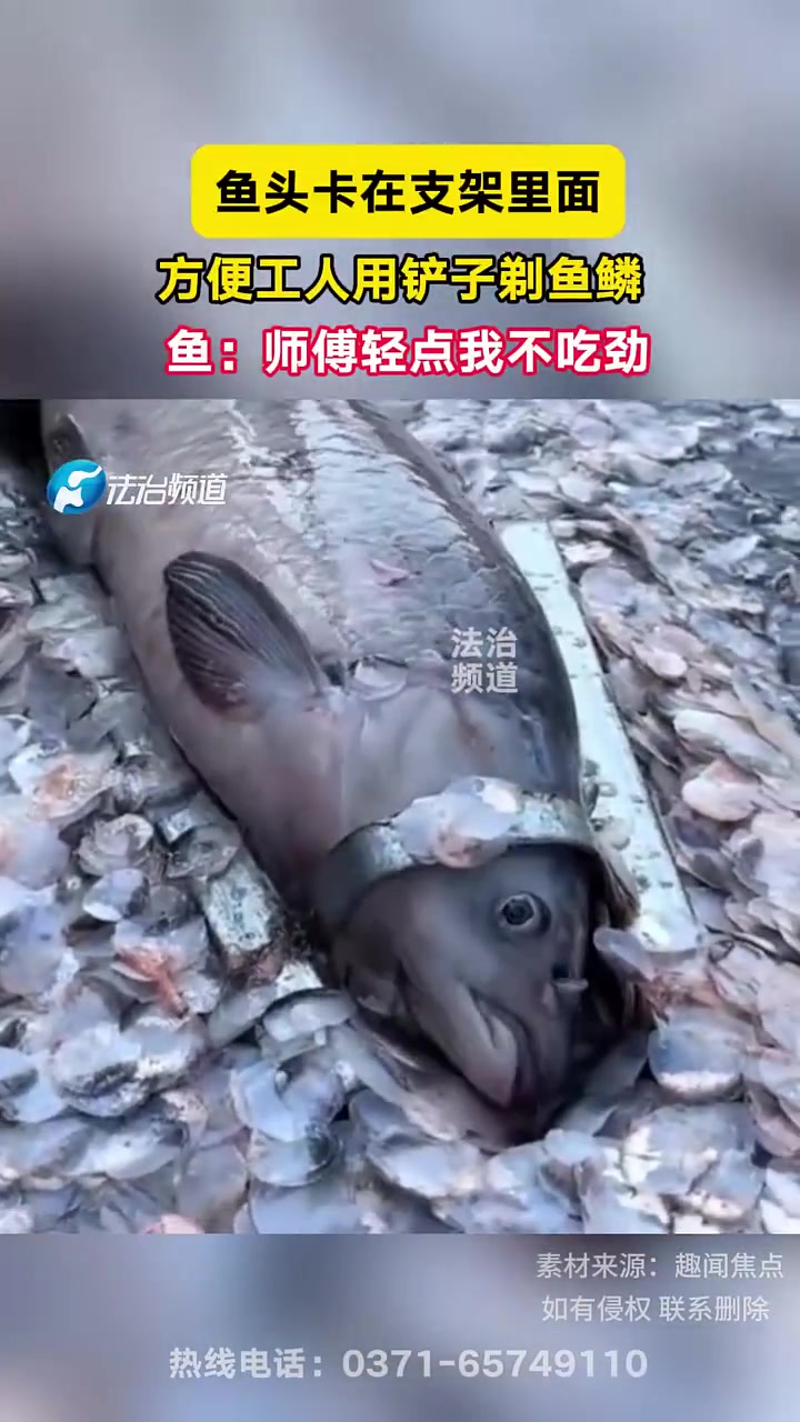 鱼头卡在支架里面，方便工人用铲子剃鱼鳞