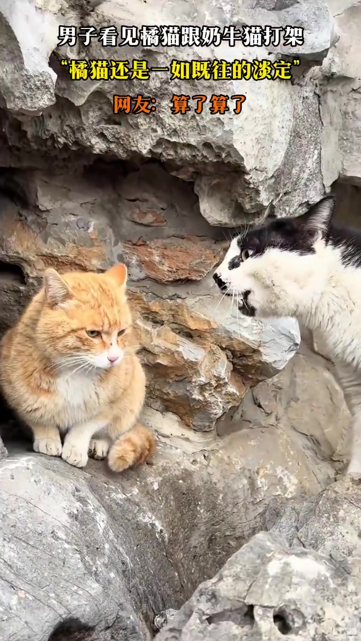 男子看见橘猫跟奶牛猫打架