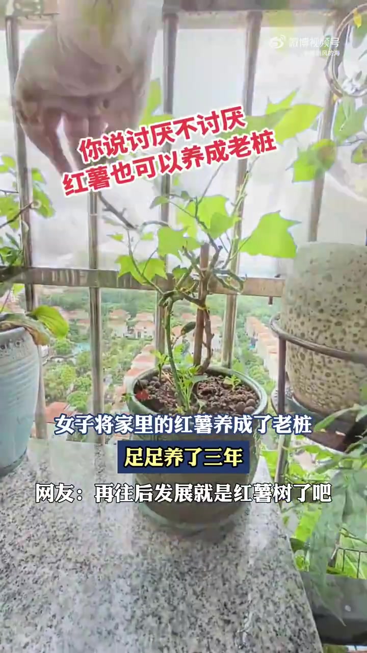 女子将家里的红薯养成了老桩，足足养了三年！
