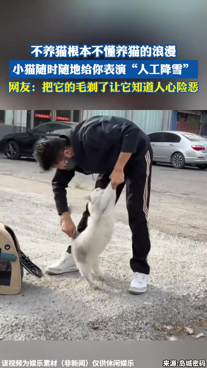 不养猫根本不懂养猫的浪漫，小猫随时随地给你表演“人工降雪”