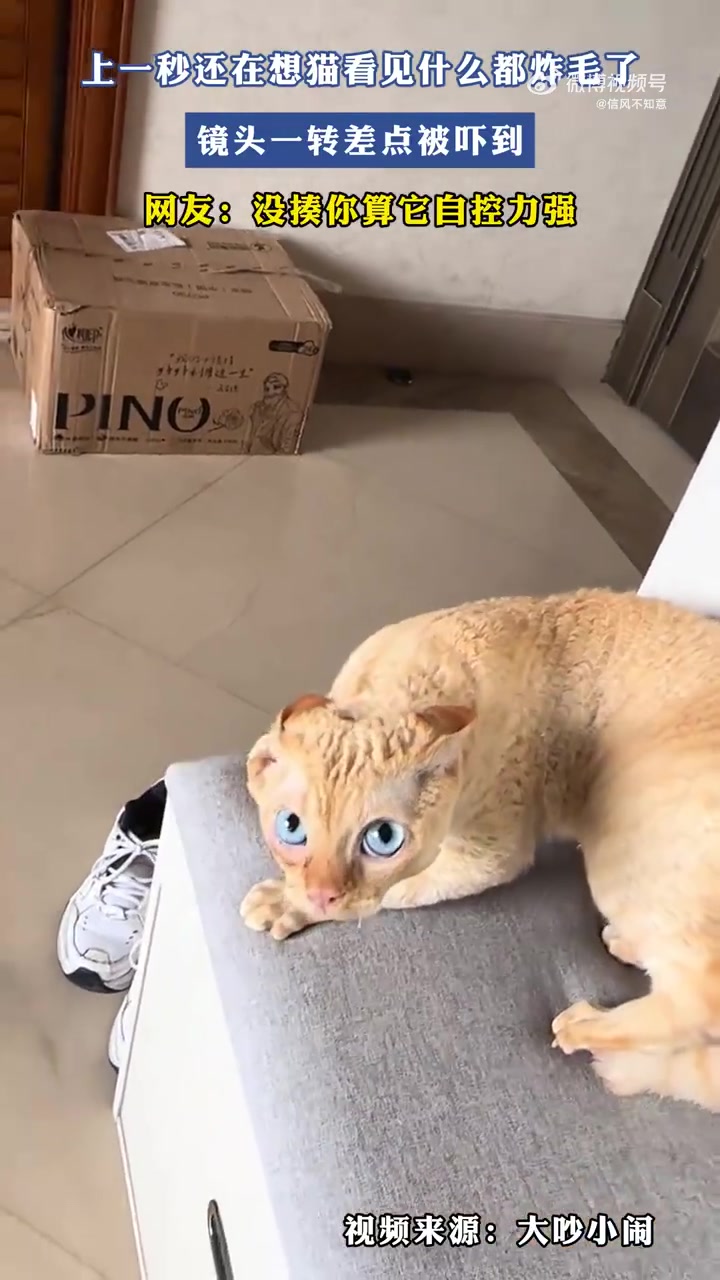 上一秒还在想猫看见什么都炸毛了，镜头一转差点被吓到！
