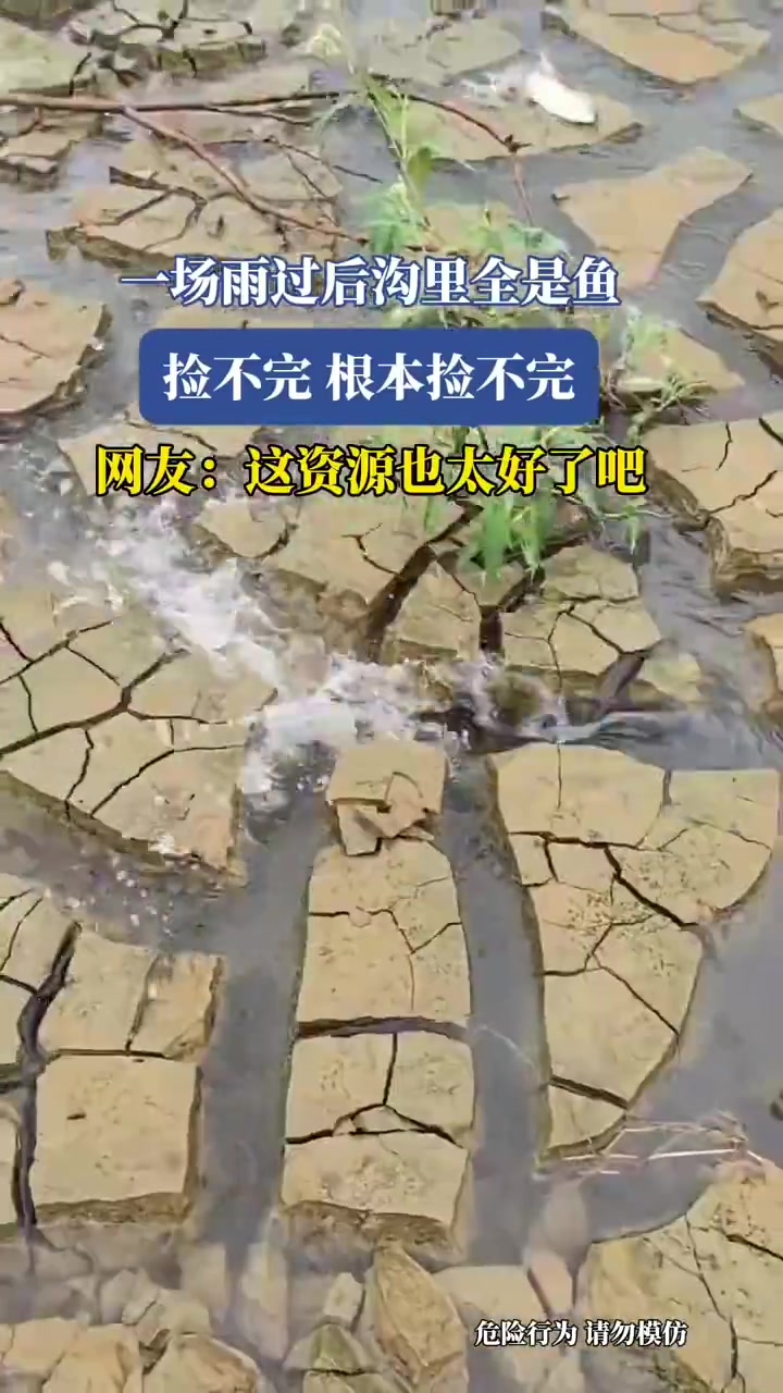 一场雨过后沟里全是鱼，捡不完根本捡不完