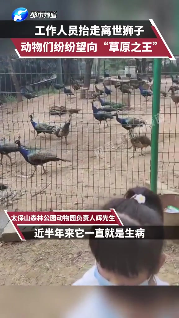 工作人员搬走了逝去的狮子，动物们望向这位昔日的“草原之王”
